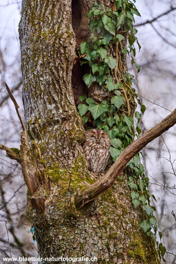 Waldkauz (Strix aluco) &copy; Sandra Bl&auml;ttler